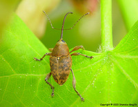 Curculio glandium