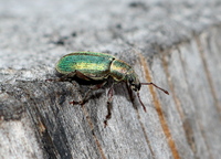 Polydrusus impar