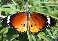 Danaus chrysippus - Plain Tiger