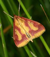 Ostrinia palustralis