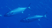 Sarda sarda, Atlantic bonito: fisheries, gamefish