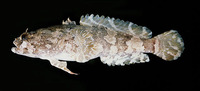 Colletteichthys dussumieri, Flat toadfish: fisheries