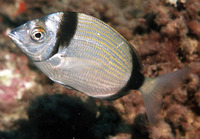 Diplodus vulgaris, Common two-banded seabream: fisheries, gamefish, aquarium