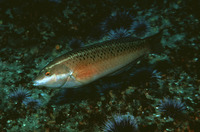 Halichoeres semicinctus, Rock wrasse: aquarium