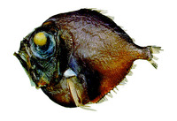 Diretmus argenteus, Silver spinyfin: fisheries