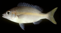 Scolopsis aurata, Yellowstripe monocle bream: fisheries