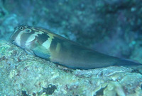 Ophioblennius steindachneri, Large-banded blenny: aquarium