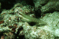 Ecsenius mandibularis, Queensland blenny: