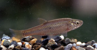 Aphyocypris kikuchii, :