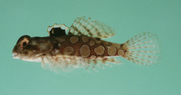 Synchiropus circularis, Circled dragonet: