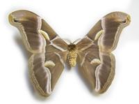 Samia cynthia - Ailanthus Silkmoth