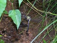 Cordulegaster boltonii - Golden-ringed Dragonfly