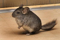 Image of: Chinchilla lanigera (chinchilla)