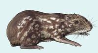 Image of: Cuniculus taczanowskii (mountain paca)