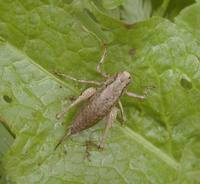 Pholidoptera griseoaptera - Dark Bush-cricket