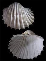 Cardium costatum
