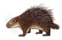 Image of: Hystrix sumatrae (Sumatran porcupine)