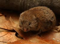 Image of: Microtus pinetorum (woodland vole)