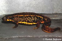 Cynops ensicauda ensicauda