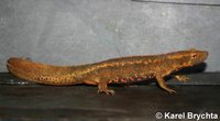 Paramesotriton caudopunctatus