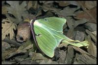 Image of: Actias luna (luna moth)