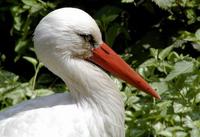 Ciconia ciconia - White Stork