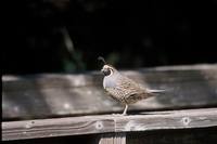 Callipepla californica - California Quail