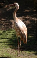 Grus leucogeranus - Siberian White Crane