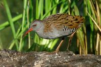 Rallus aquaticus - Water Rail