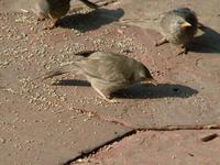 Turdoides striatus - Jungle Babbler