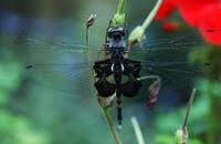 Image of: Tramea lacerata (black saddlebags)