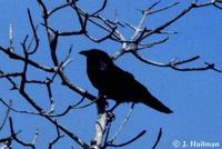 Image of: Corvus ossifragus (fish crow)