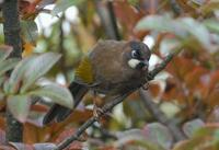 Image of: Garrulax affinis (black-faced laughingthrush)