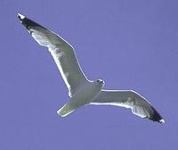 Image of: Larus californicus (Californian gull)