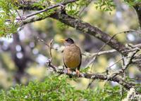 Image of: Turdus falcklandii (austral thrush)