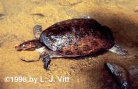 Image of: Apalone ferox (Florida softshell turtle)