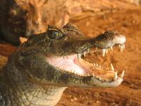 Caiman crocodilus - Common Caiman