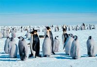Photo: Emperor penguins