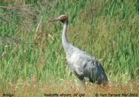 Brolga - Grus rubicunda