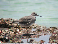 Wandering Tattler - Heteroscelus incanus