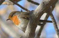 Eurasian Robin - Erithacus rubecula