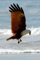 Brahminy Kite