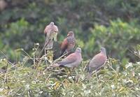 Pale-vented Pigeon (Columba cayennensis) photo