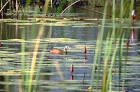 African Pygmy-goose - Nettapus auritus