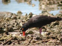 Sooty Oystercatcher - Haematopus fuliginosus