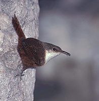 Canyon Wren (Catherpes mexicanus) photo