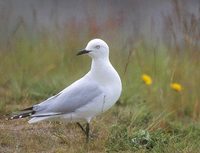 Black-billed Gull (Larus bulleri) photo