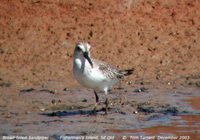 Broad-billed Sandpiper - Limicola falcinellus