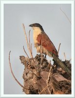 Senegal Coucal - Centropus senegalensis