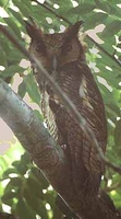 Fraser's Eagle-Owl - Bubo poensis